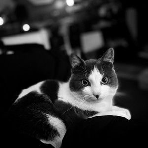 Meet your Posher, Madelaine